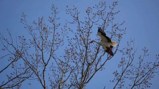 Sorch fliegt in Baum