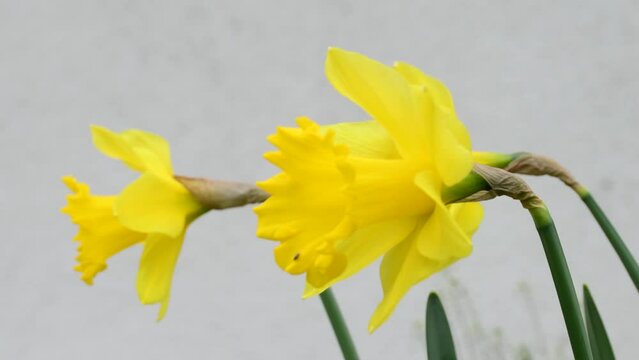 daffodil flowers in spring in Germany with white background and copy space