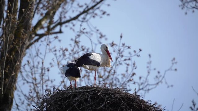 Stochenpaar im Nest