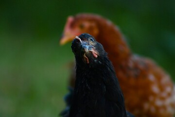 poules