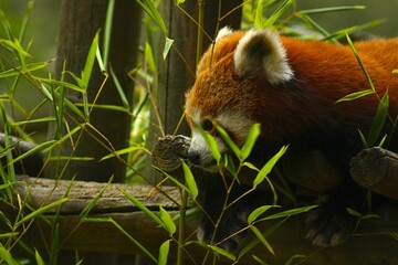 panda roux