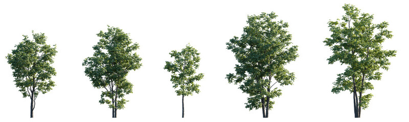 Fraxinus velutina (velvet, Arizona, Modesto ash) frontal set isolated png on a transparent...