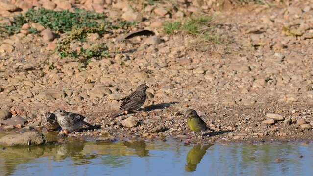 Corn bunting miliaria calandra. A group of birds drinking water. European greenfinch Chloris chloris Wild birds close up.