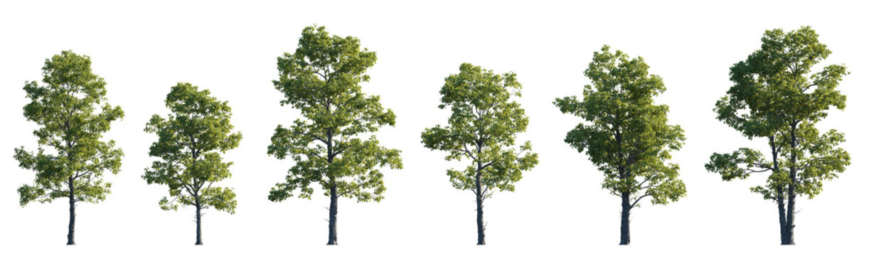 Cotinus obovatus frontal set trees (American Smoketree, Chittamwood Smokebush, Smoke Tree, Texas Smoke Tree, Wild Smoke Tree) isolated png on a transparent background premium cutout 