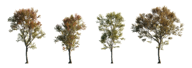 Morus alba frontal tree set (white, common, russian, silkworm mulberry) street summer isolated png on a transparent background premium cutout 