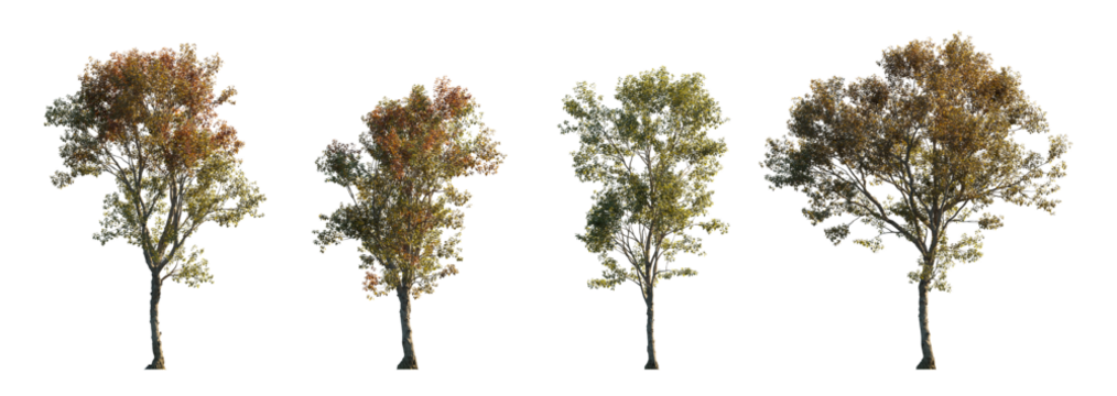 Morus alba frontal tree set (white, common, russian, silkworm mulberry) street summer isolated png on a transparent background premium cutout 