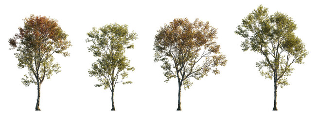 Morus alba frontal tree set (white, common, russian, silkworm mulberry) street summer isolated png on a transparent background perfectly cutout  - obrazy, fototapety, plakaty