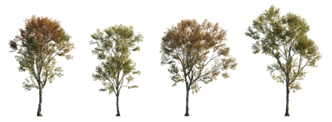 Morus alba frontal tree set (white, common, russian, silkworm mulberry) street summer isolated png on a transparent background premium cutout 