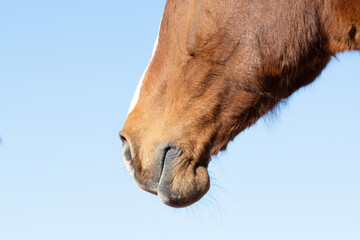 Pferd / Kopf