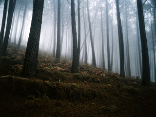 forest in fog,madeira,portugal