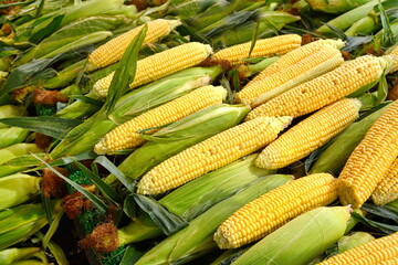 An Partially Shucked Ear of Corn in a Bin of Corn at a Farmers Market