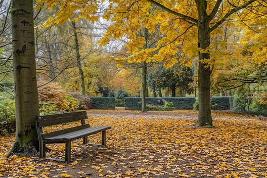 Autumn park scene filled with golden leaves and a serene atmosphere Inviting a sense of calm and reflection during the fall season