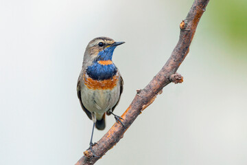 Bluethroat bird sitting on a branch with a fly in its beak