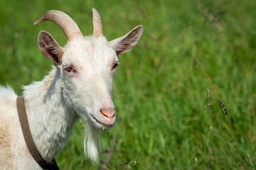 Fototapeta premium A goat is standing in a field in close-up.