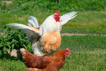 Portrait of beautiful white rooster with a red crest on head is walking through farm outside in a sunny day. Concept of eco product. Close-up. 