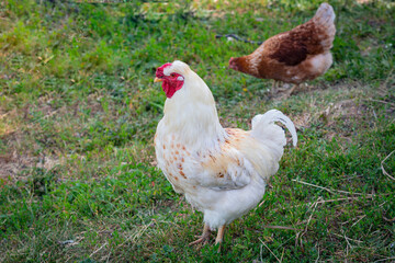 Portrait of beautiful white rooster with a red crest on head is walking through farm outside in a sunny day. Concept of eco product. Close-up. 