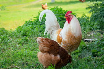 Portrait of beautiful white rooster with a red crest on head is walking through farm outside in a sunny day. Concept of eco product. Close-up. 