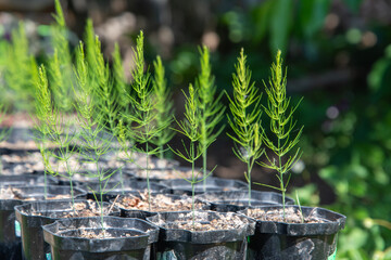 Asparagus seedlings in small pots before planting in the garden bed, organically grown plants in...