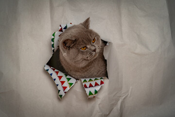 Cat wearing a bow tie sits in a paper bag