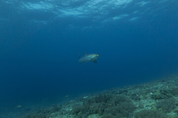 Thresher Shark swimming in the Sea of the Philippines
