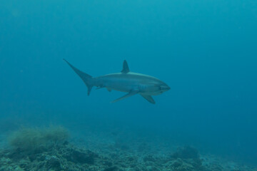 Thresher Shark swimming in the Sea of the Philippines
