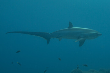 Thresher Shark swimming in the Sea of the Philippines
