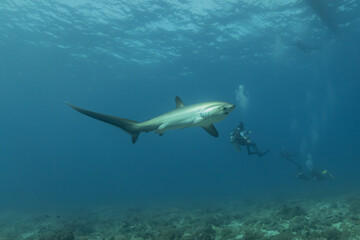 Thresher Shark swimming in the Sea of the Philippines
