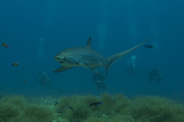 Obraz premium Thresher Shark swimming in the Sea of the Philippines 