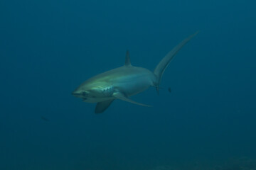 Thresher Shark swimming in the Sea of the Philippines
