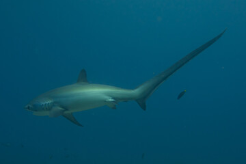 Thresher Shark swimming in the Sea of the Philippines
