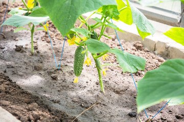 First harvest of one green cucumber grown in spring in a polycarbonate greenhouse, food crisis