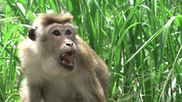 An adult aggressive monkey sits and eats a banana. Ecology, animal protection, amazing wildlife, travel in Asia. 4K
