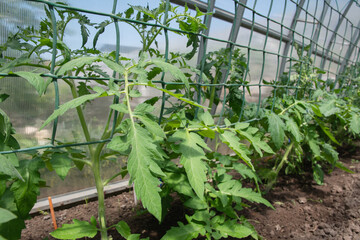 young and healthy tomato seedlings in a polycarbonate greenhouse to obtain a large harvest, spring...
