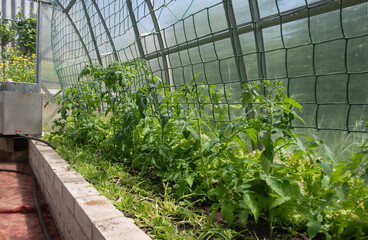 young and healthy tomato seedlings in a polycarbonate greenhouse to obtain a large harvest, spring...
