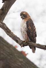 Red Tailed Hawk sitting in a tree.