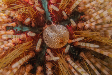 Coral reef and water plants at the Sea of the Philippines
