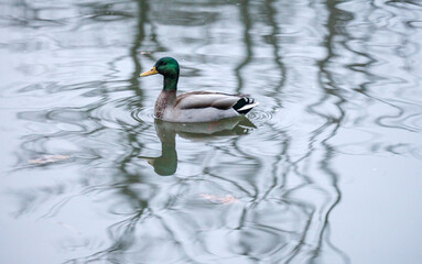 Mallard in a pond with tree reflections