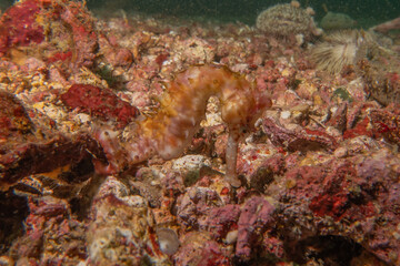 Sea Horse at the Sea of the Philippines
