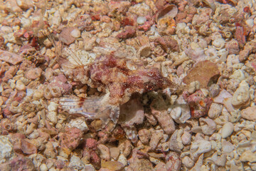 Fish swim in the Sea of the Philippines
