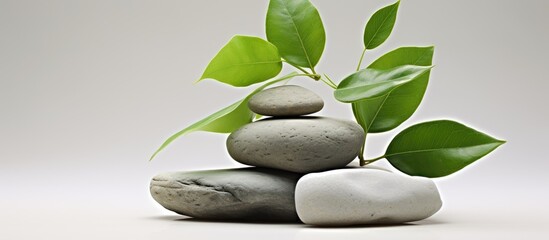A stack of rocks adorned with vibrant green leaves, resembling a natural flowerpot for a plant. The combination of terrestrial elements creates a unique display of natures beauty