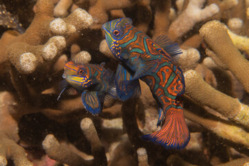 Mandarin fish swim in the Sea of the Philippines
