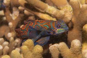 Mandarin fish swim in the Sea of the Philippines
