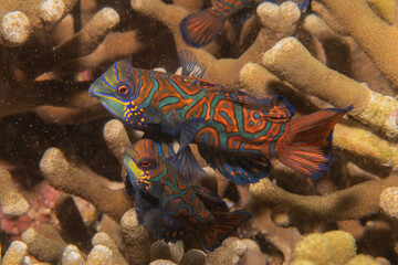 Mandarin fish swim in the Sea of the Philippines
