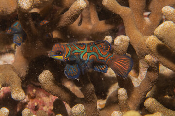 Fototapeta na wymiar Mandarin fish swim in the Sea of the Philippines 