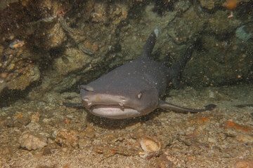 Thresher Shark swimming in the Sea of the Philippines
