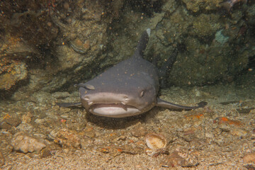Thresher Shark swimming in the Sea of the Philippines
