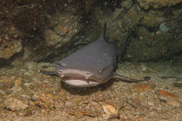 Thresher Shark swimming in the Sea of the Philippines
