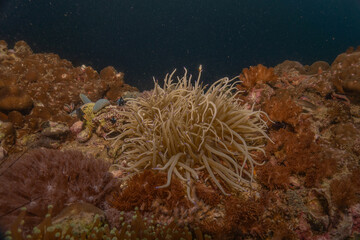 Coral reef and water plants at the Sea of the Philippines
