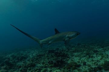 Naklejka premium Thresher Shark swimming in the Sea of the Philippines 