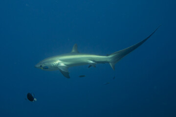 Thresher Shark swimming in the Sea of the Philippines
